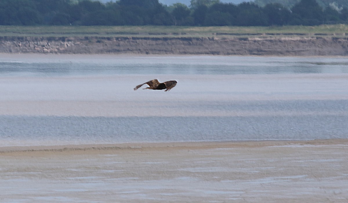 Western Marsh Harrier - ML202604251