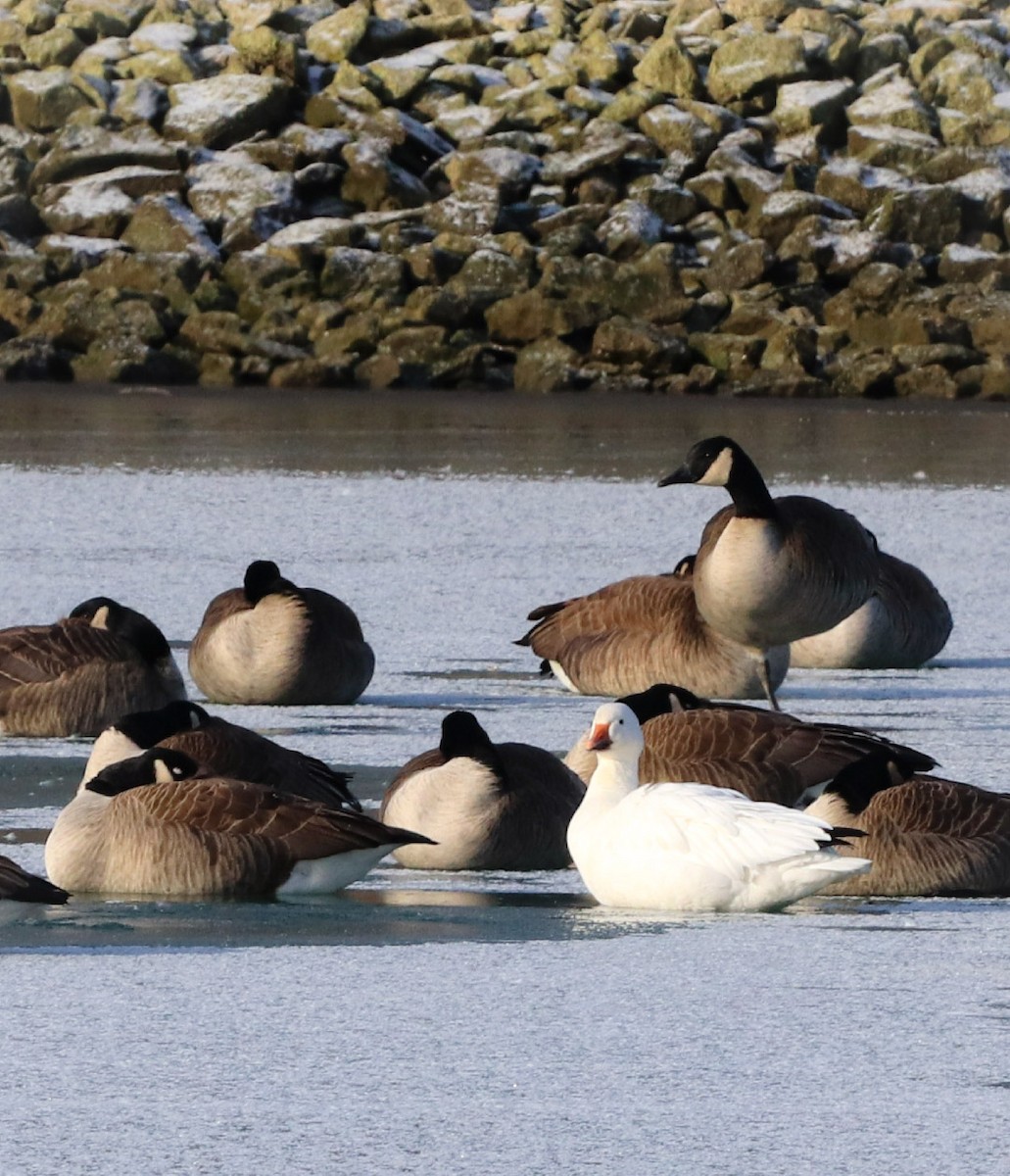 Snow Goose - Lisa Bacon