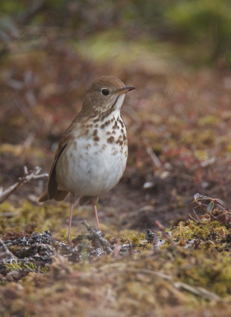 Hermit Thrush - ML202604871