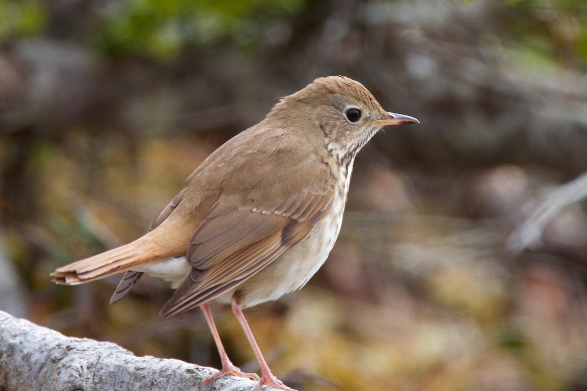 Hermit Thrush - ML202604881