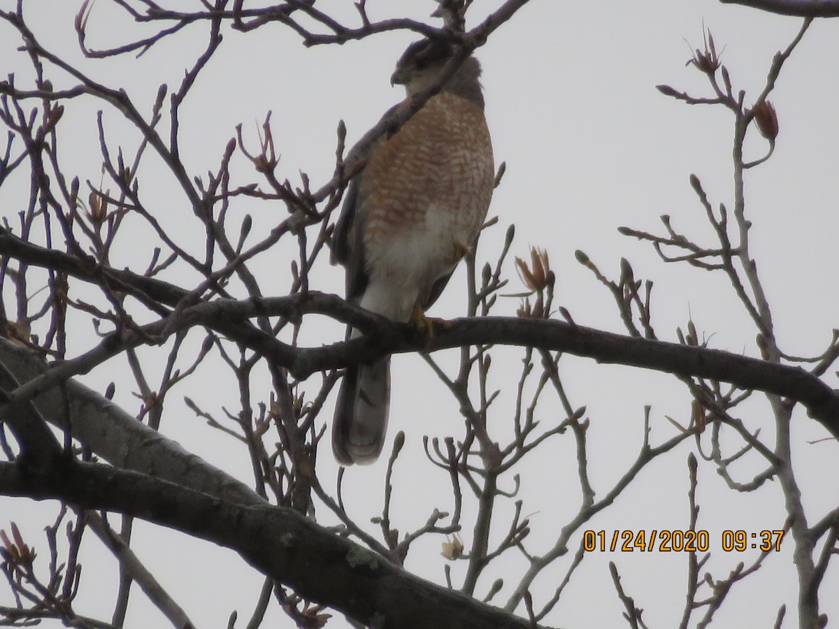 Cooper's Hawk - ML202605461