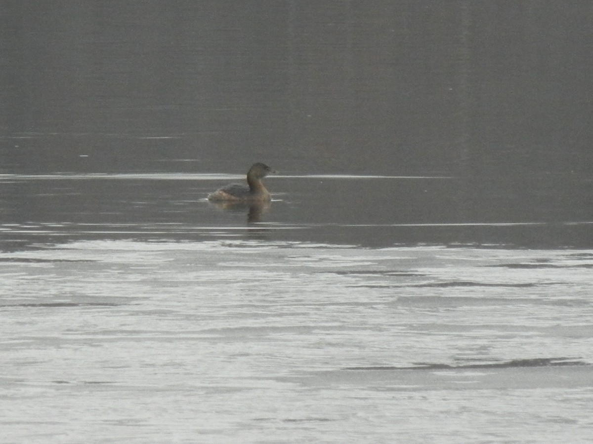 Pied-billed Grebe - ML202606161