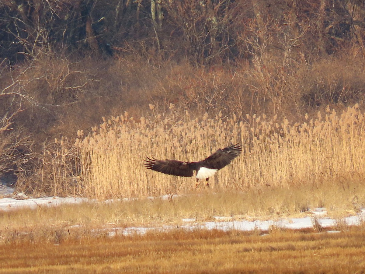 Bald Eagle - ML202607151