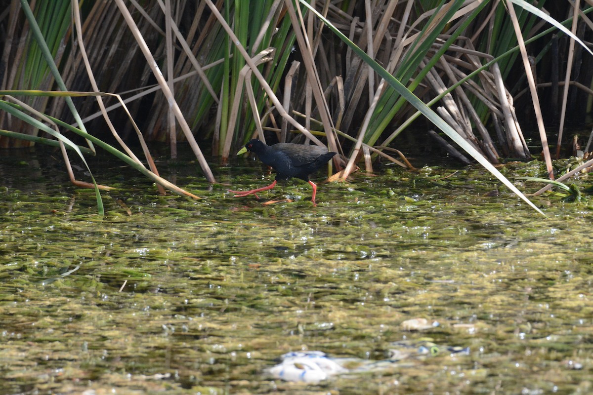 Black Crake - Jenna McCullough