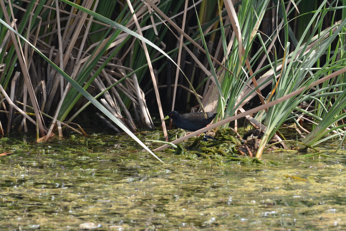 Black Crake - ML202607421