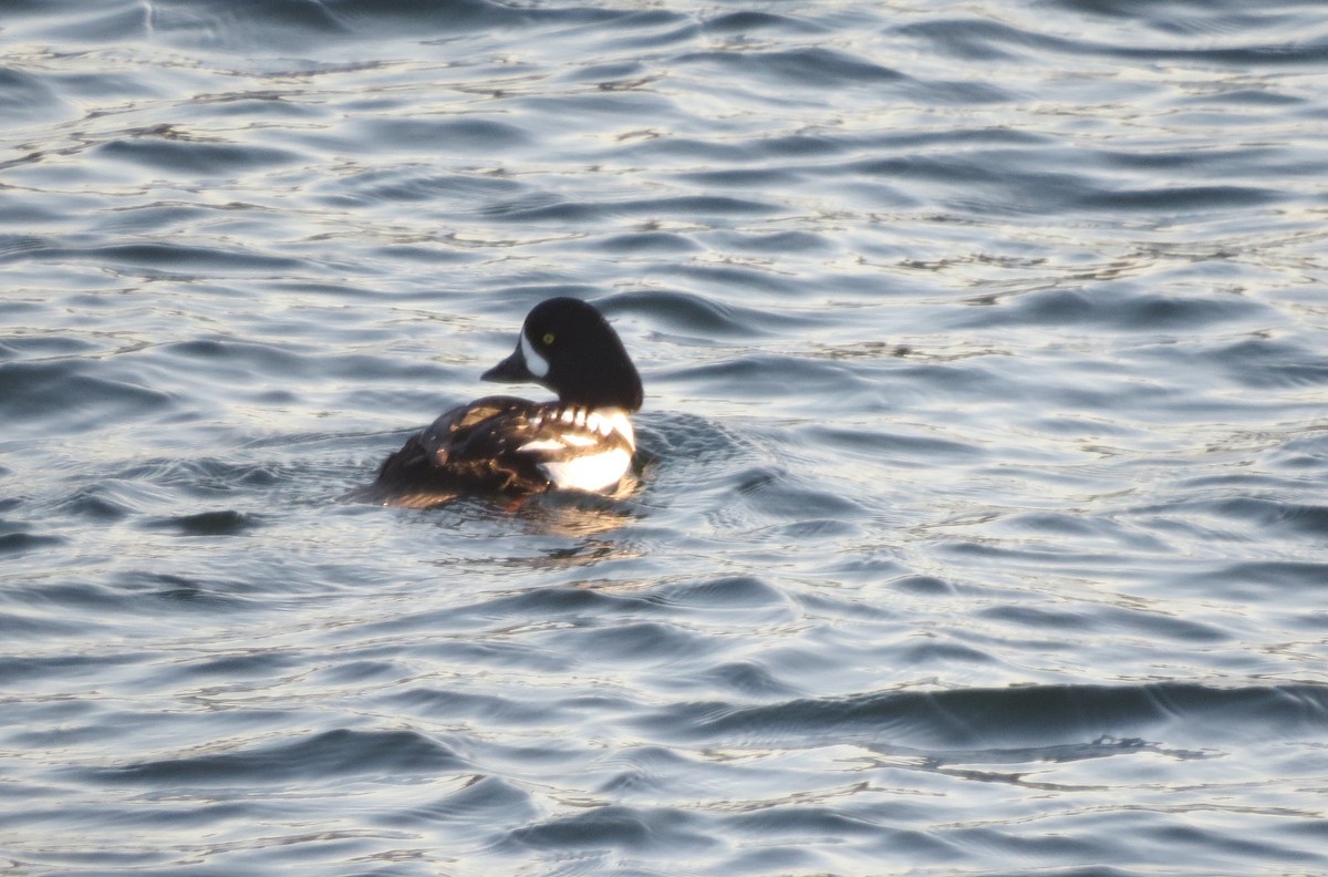 Barrow's Goldeneye - ML202607741