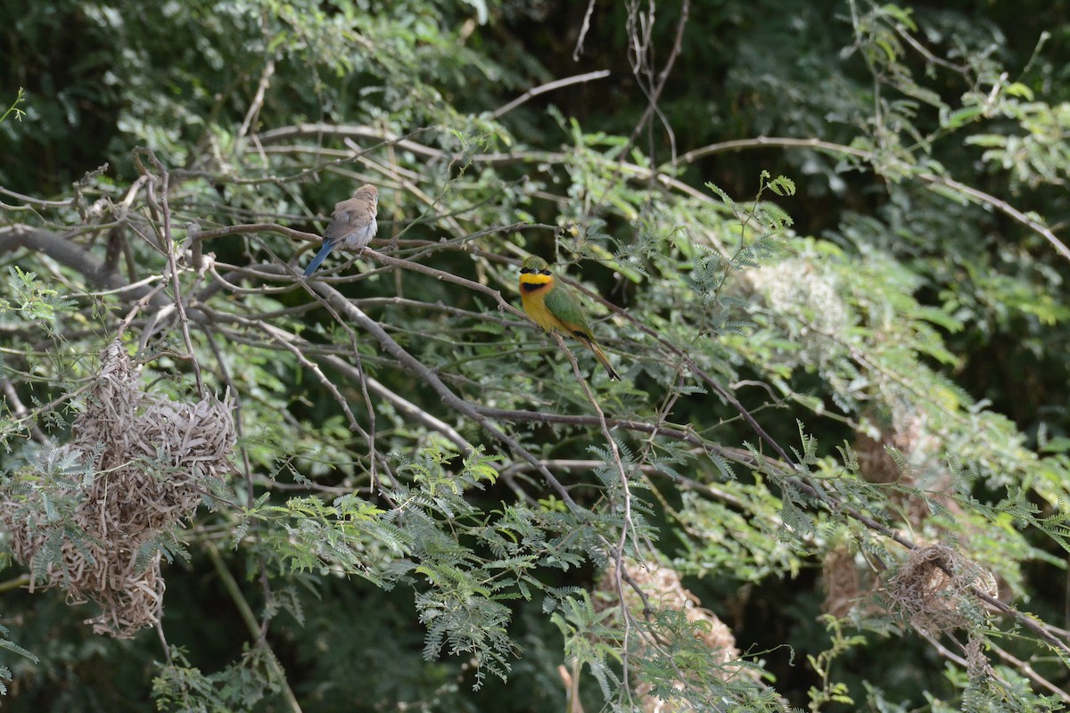 Little Bee-eater - Jenna McCullough