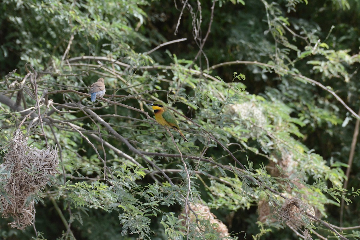 Little Bee-eater - ML202607891