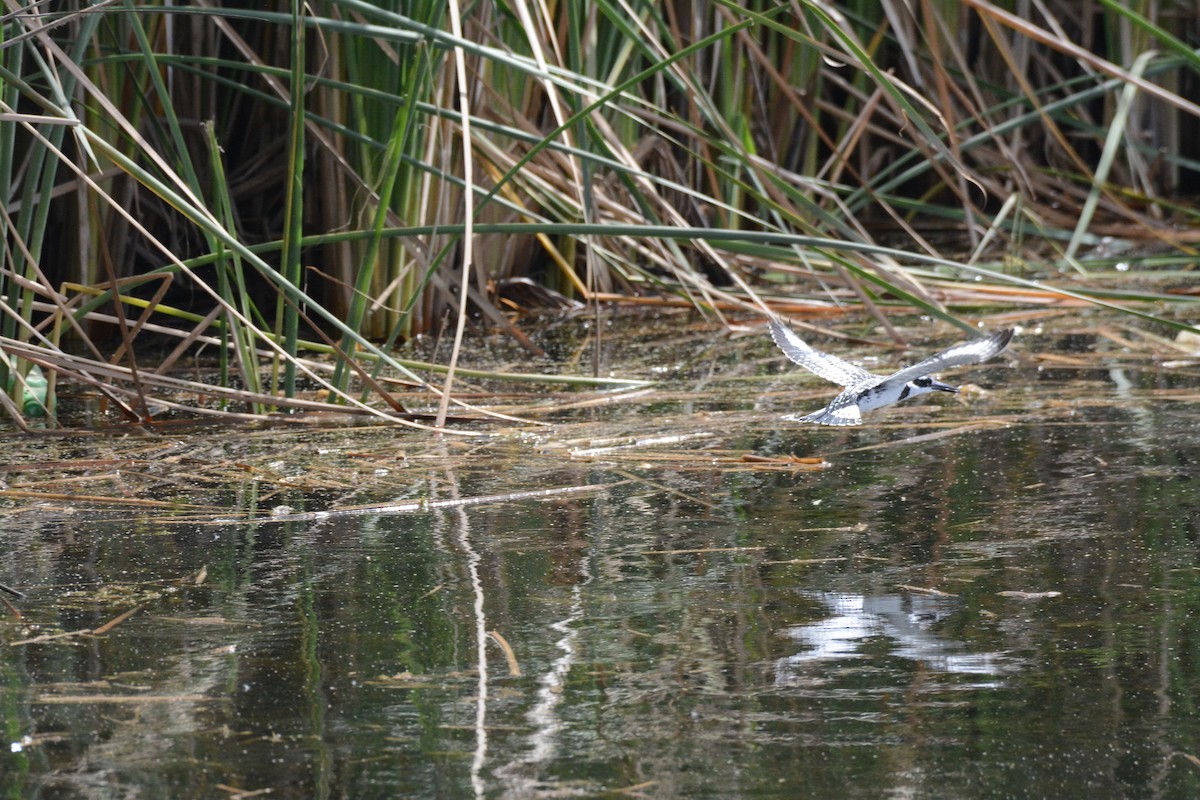 Pied Kingfisher - ML202608011