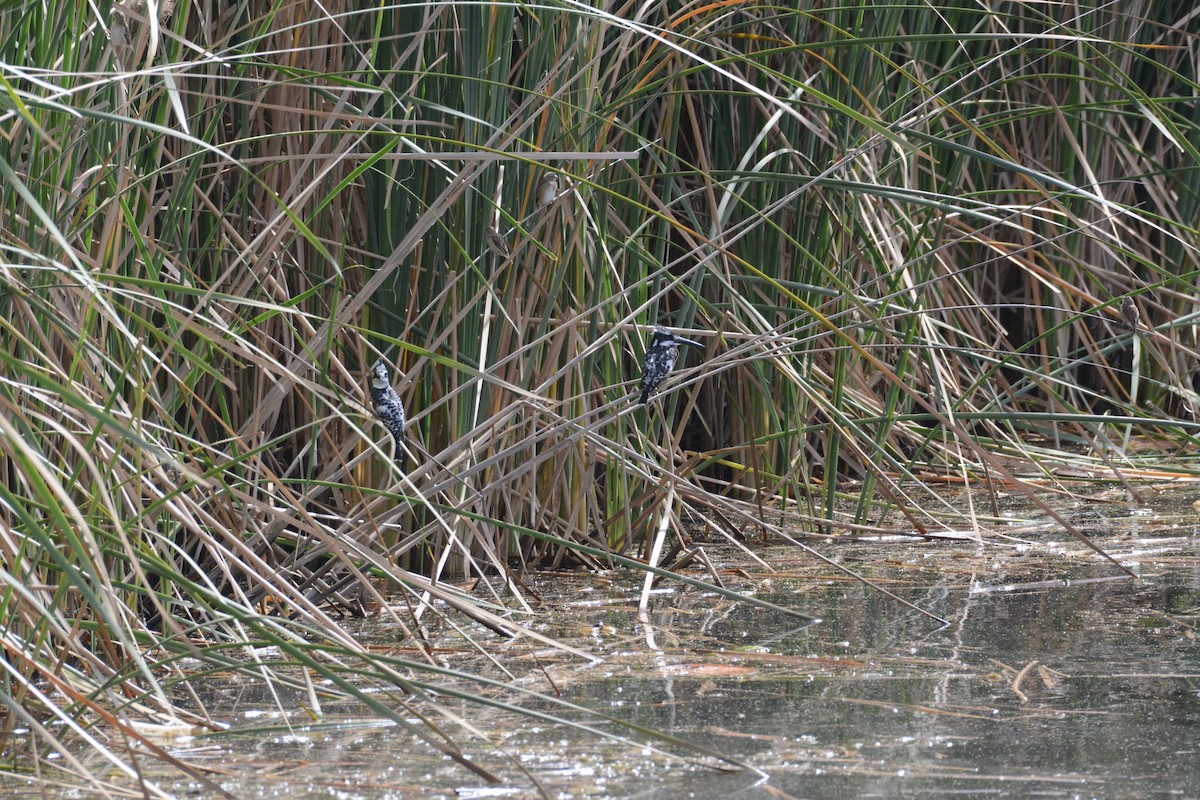 Pied Kingfisher - ML202608051