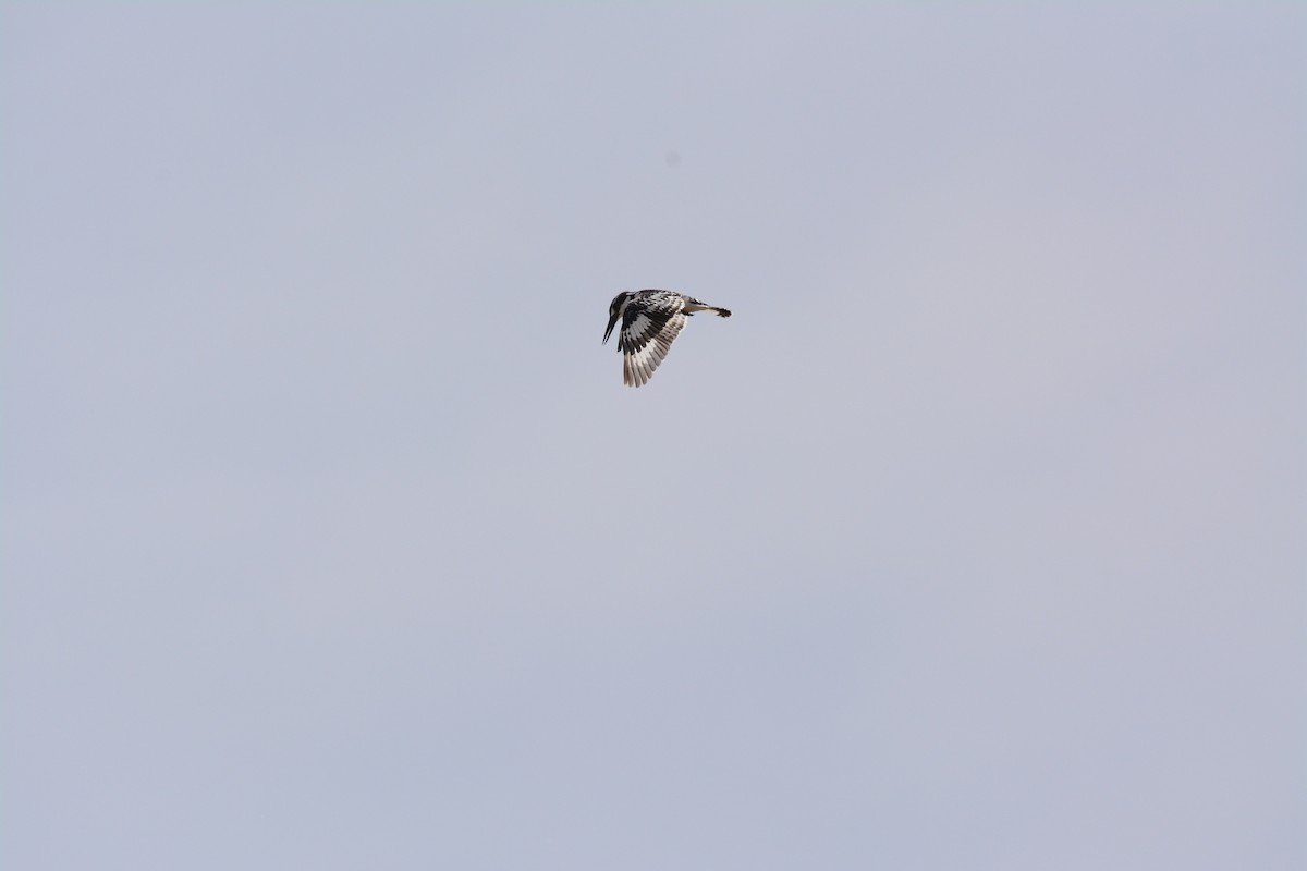 Pied Kingfisher - Jenna McCullough