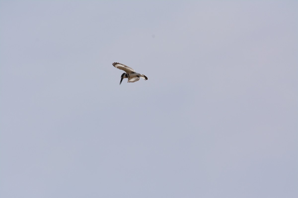 Pied Kingfisher - Jenna McCullough