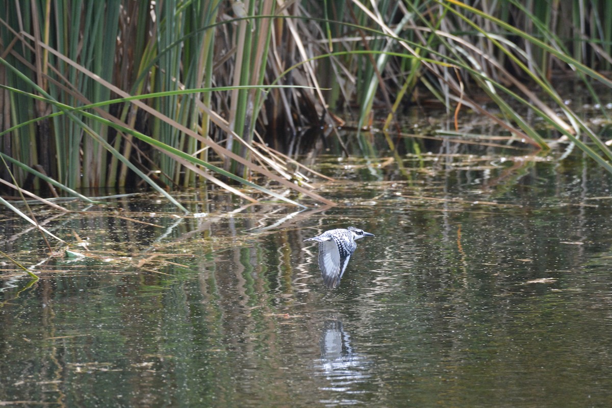 Pied Kingfisher - ML202608141