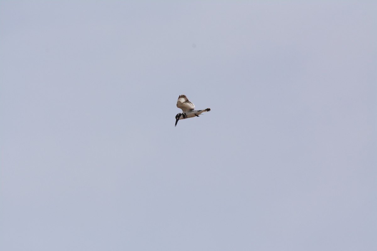 Pied Kingfisher - ML202608361