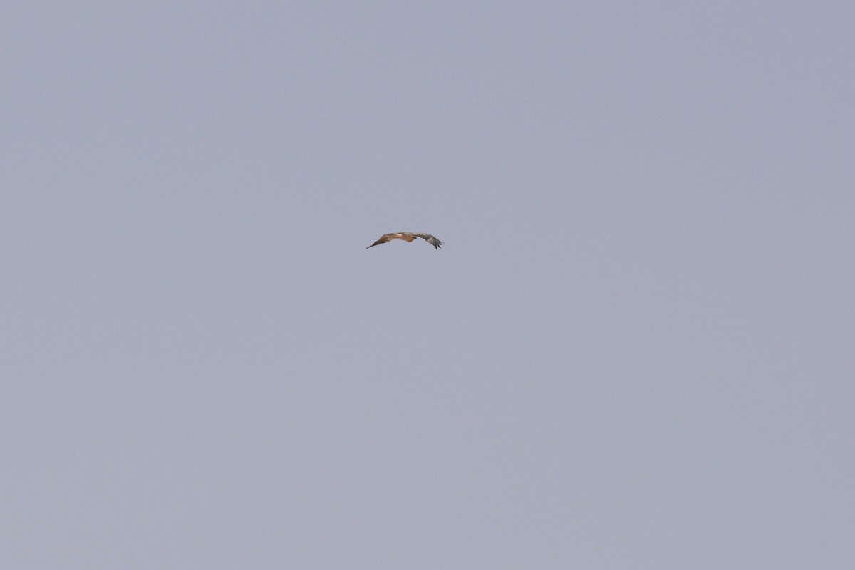 Booted Eagle - ML202608381