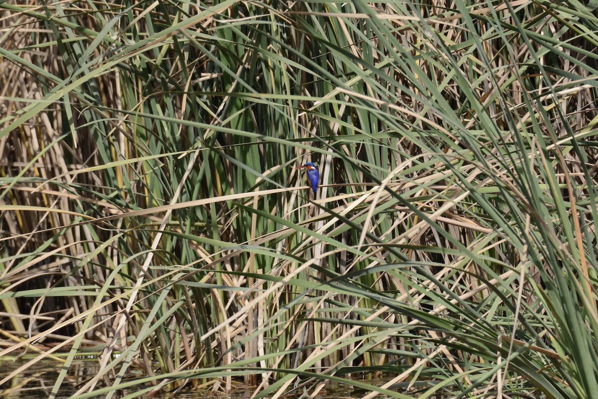 Malachite Kingfisher - ML202608501