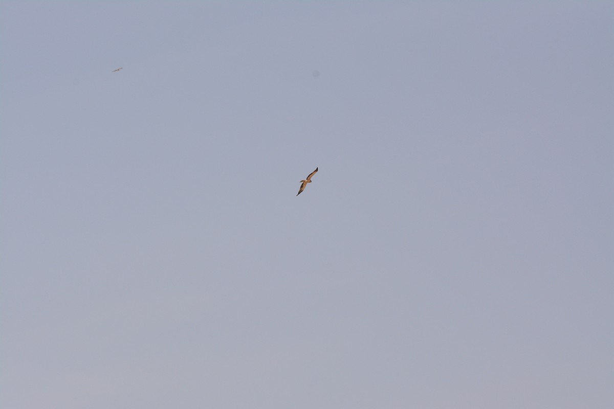 Booted Eagle - ML202608511