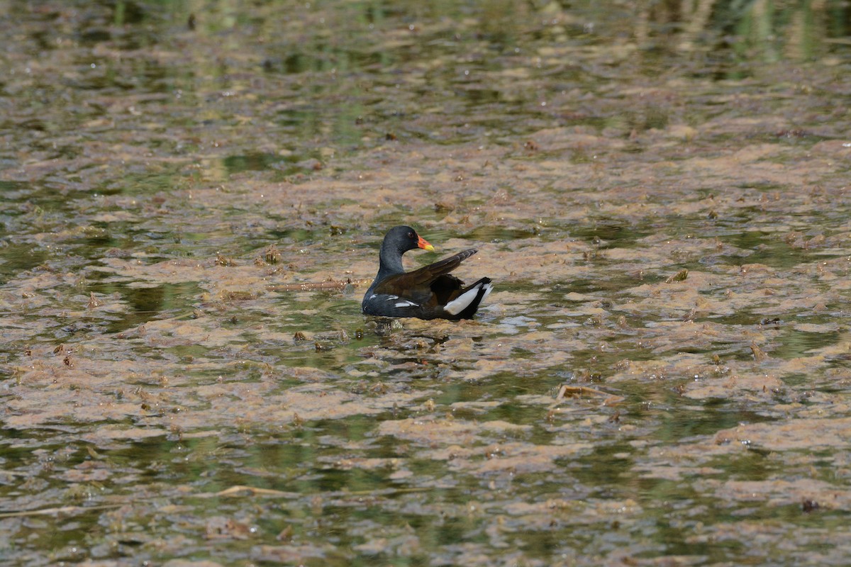 Gallinule poule-d'eau - ML202608711