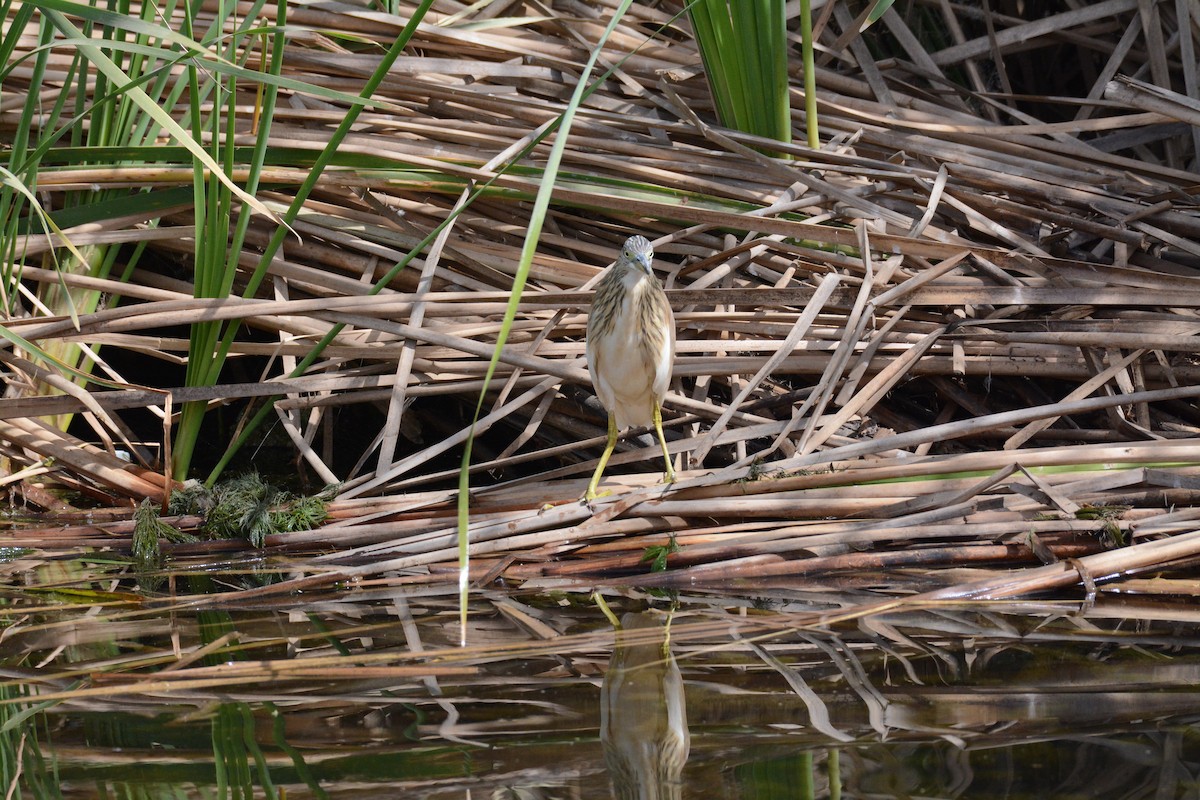 Squacco Heron - Jenna McCullough