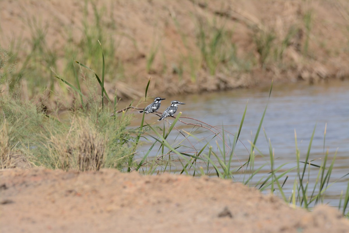 Pied Kingfisher - Jenna McCullough