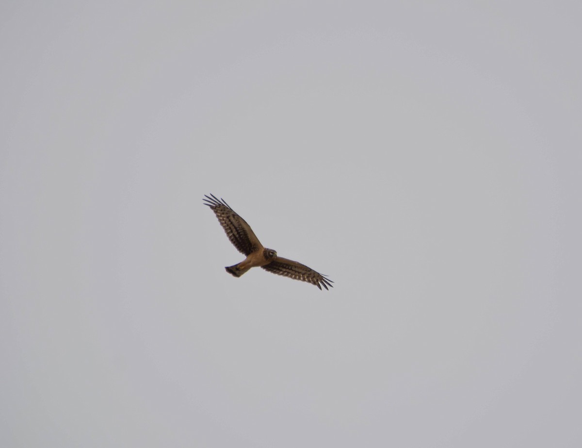 Northern Harrier - Brian O'Connor