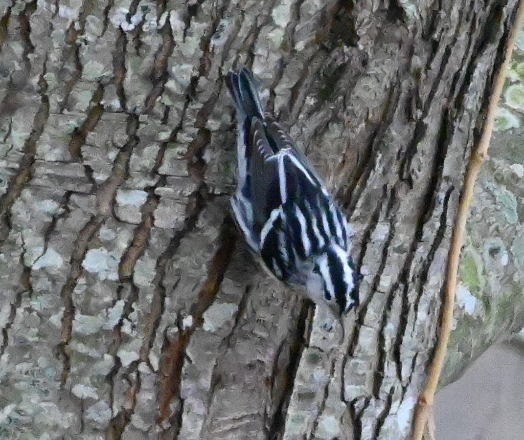 Black-and-white Warbler - ML202610781