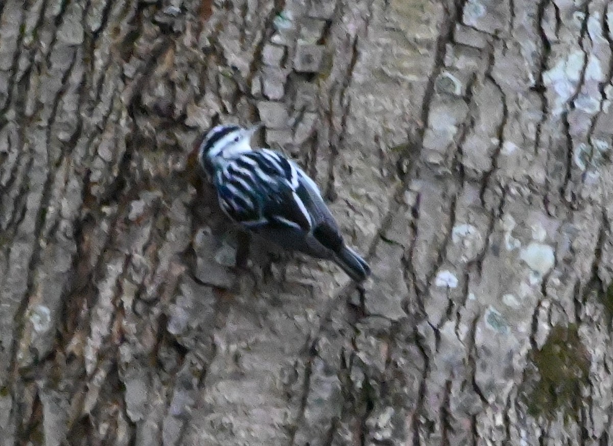 Black-and-white Warbler - ML202610791