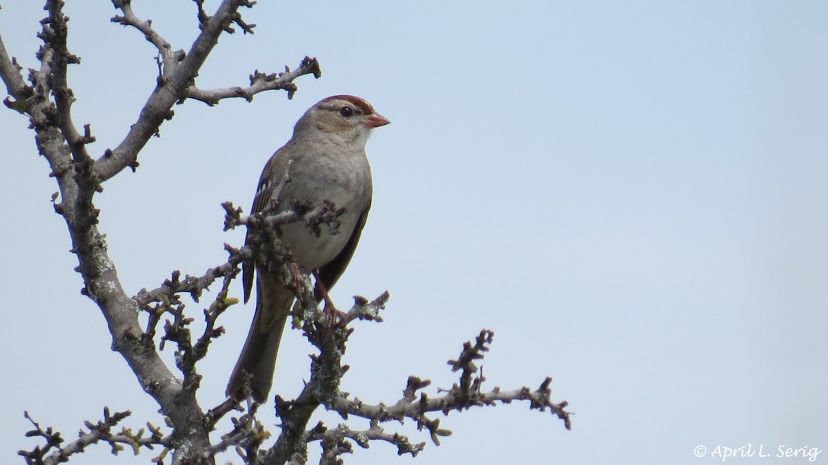 Bruant à couronne blanche - ML202610841