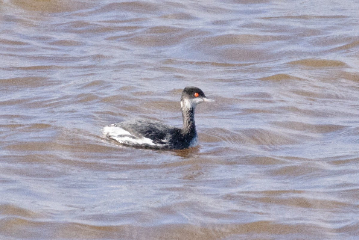 Eared Grebe - David Wetzel