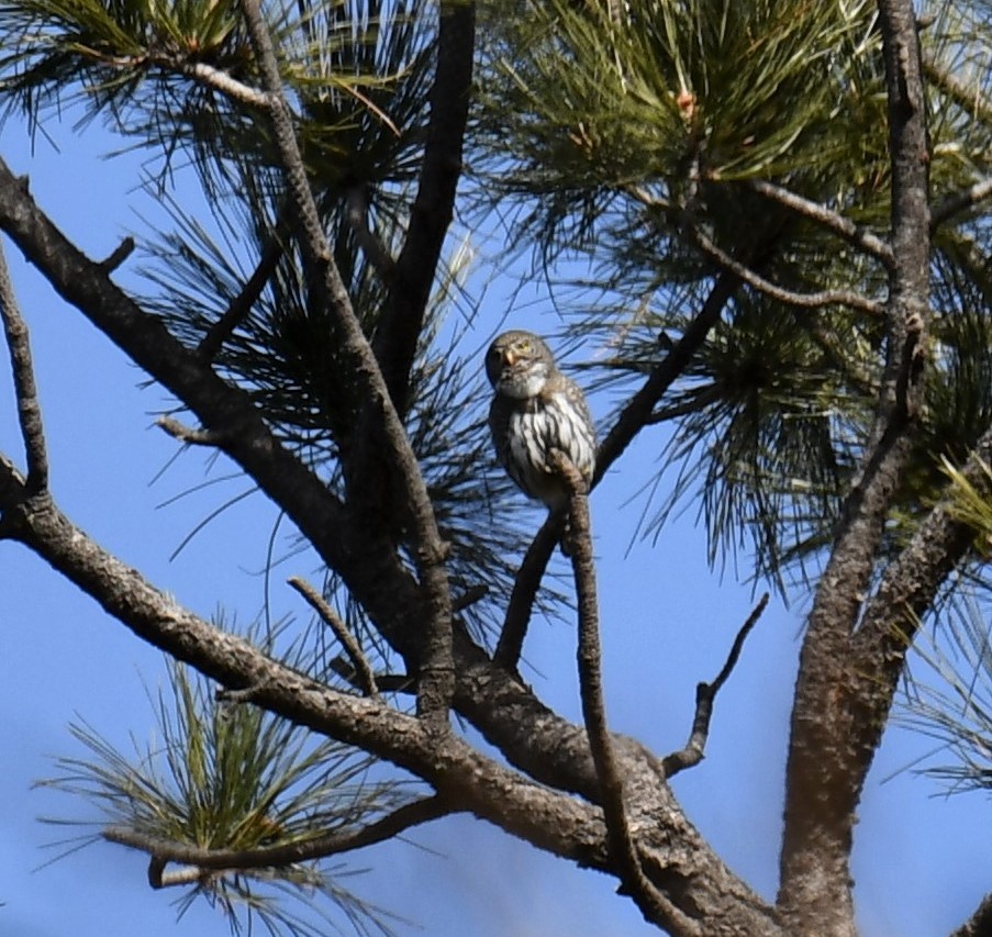 kulíšek mexický - ML202612651