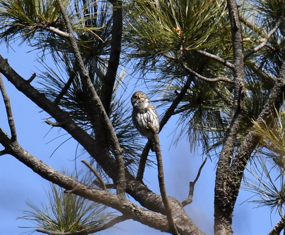 kulíšek mexický - ML202612661