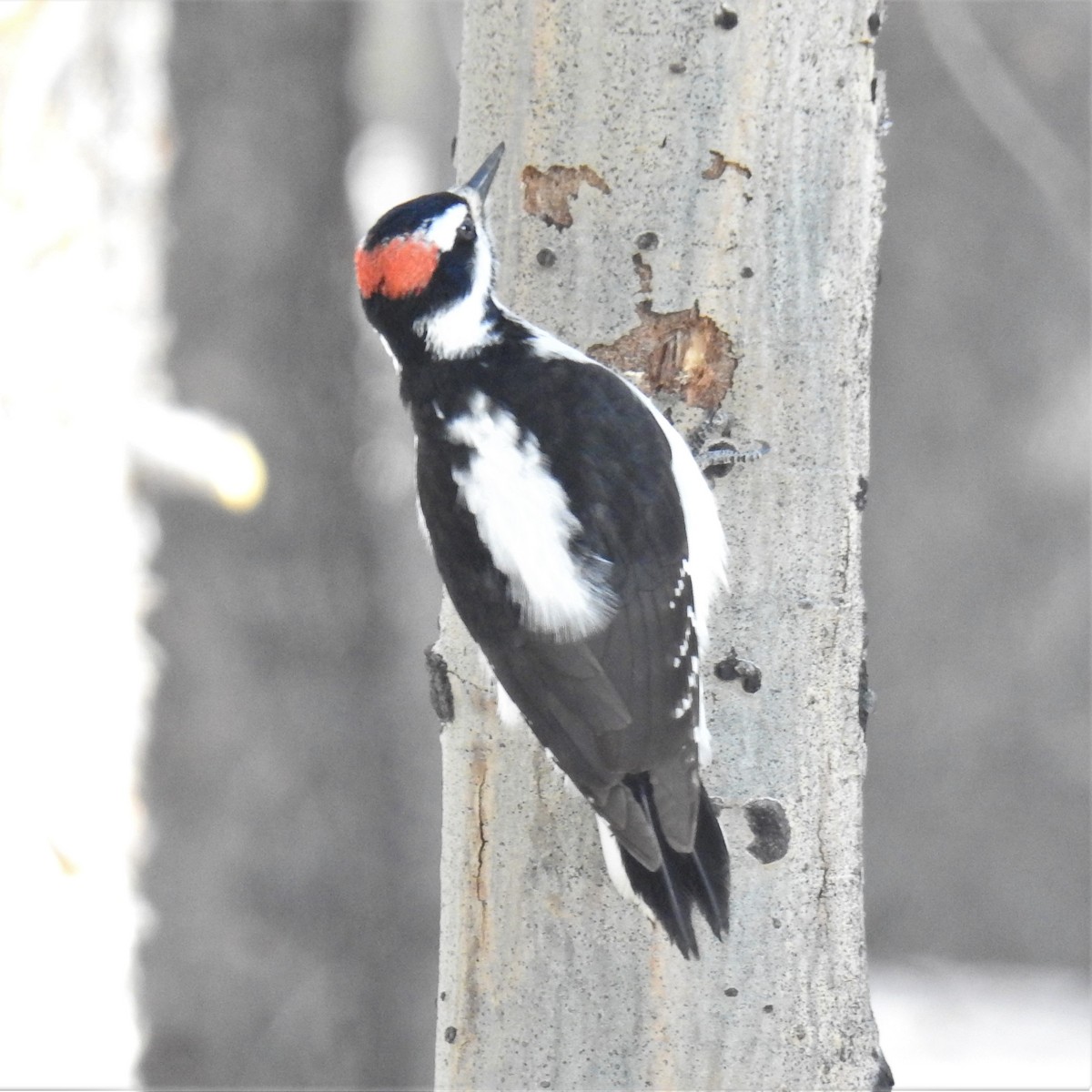 Hairy Woodpecker (Rocky Mts.) - Chipper Phillips