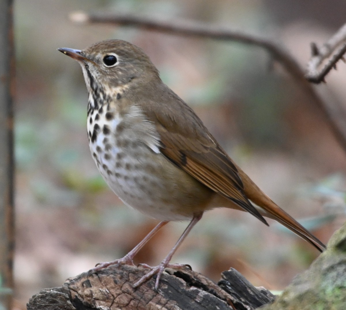 Hermit Thrush - ML202613771