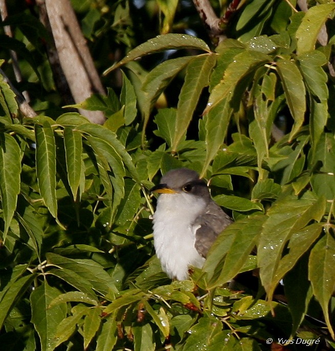 Yellow-billed Cuckoo - ML20261431