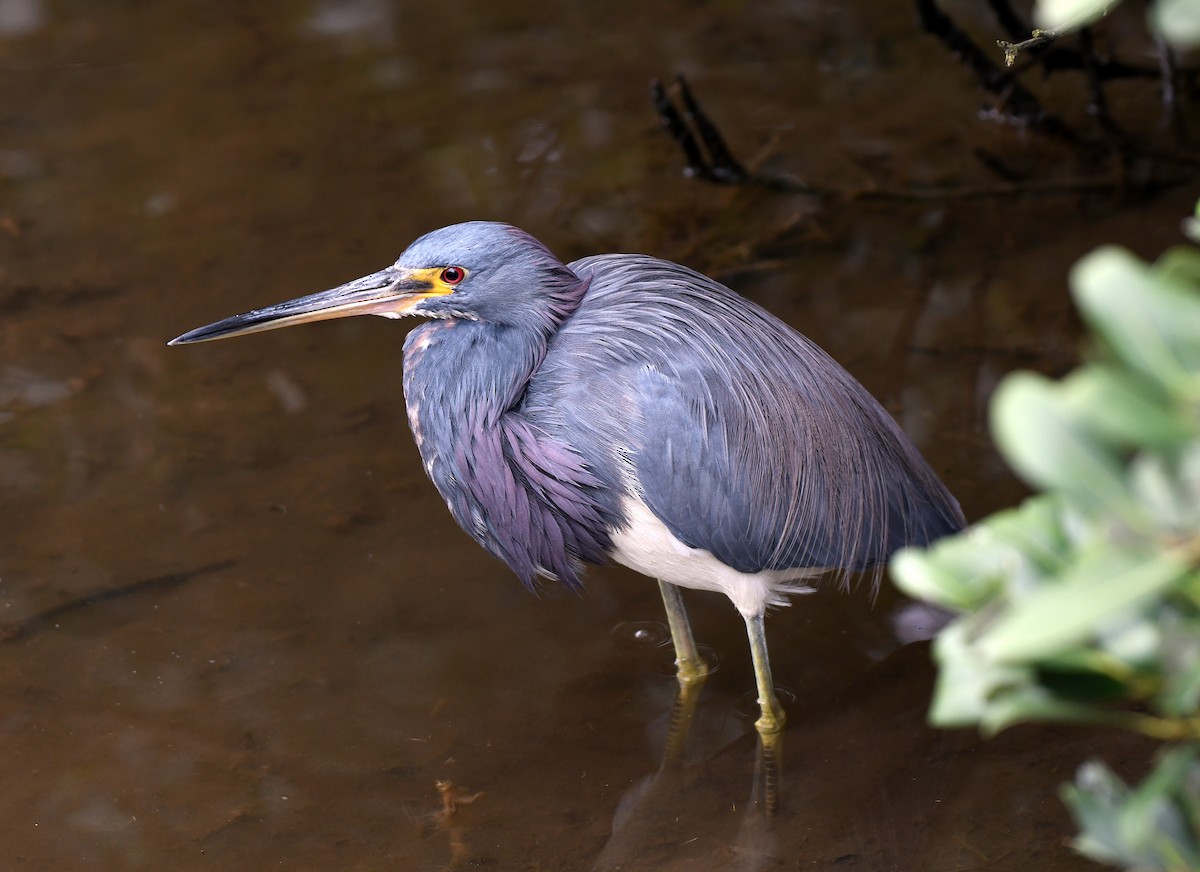 Tricolored Heron - Charles Hundertmark