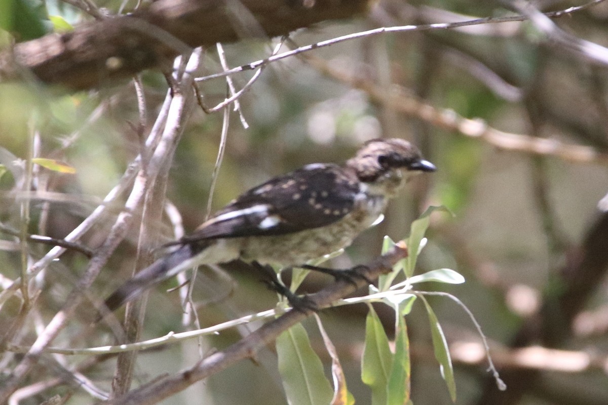 Gobemouche fiscal - ML202618621