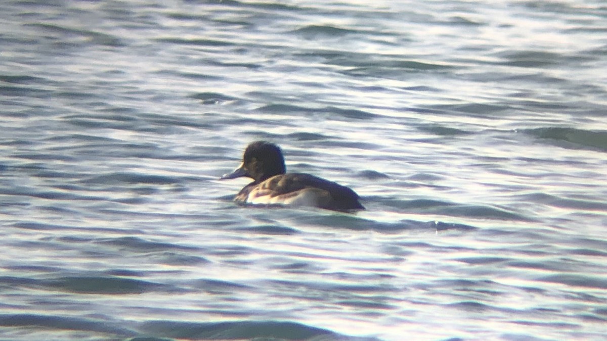 Greater Scaup - ML202619101