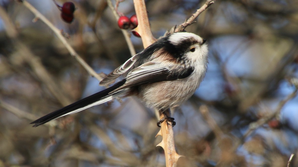 Long-tailed Tit - ML202619201