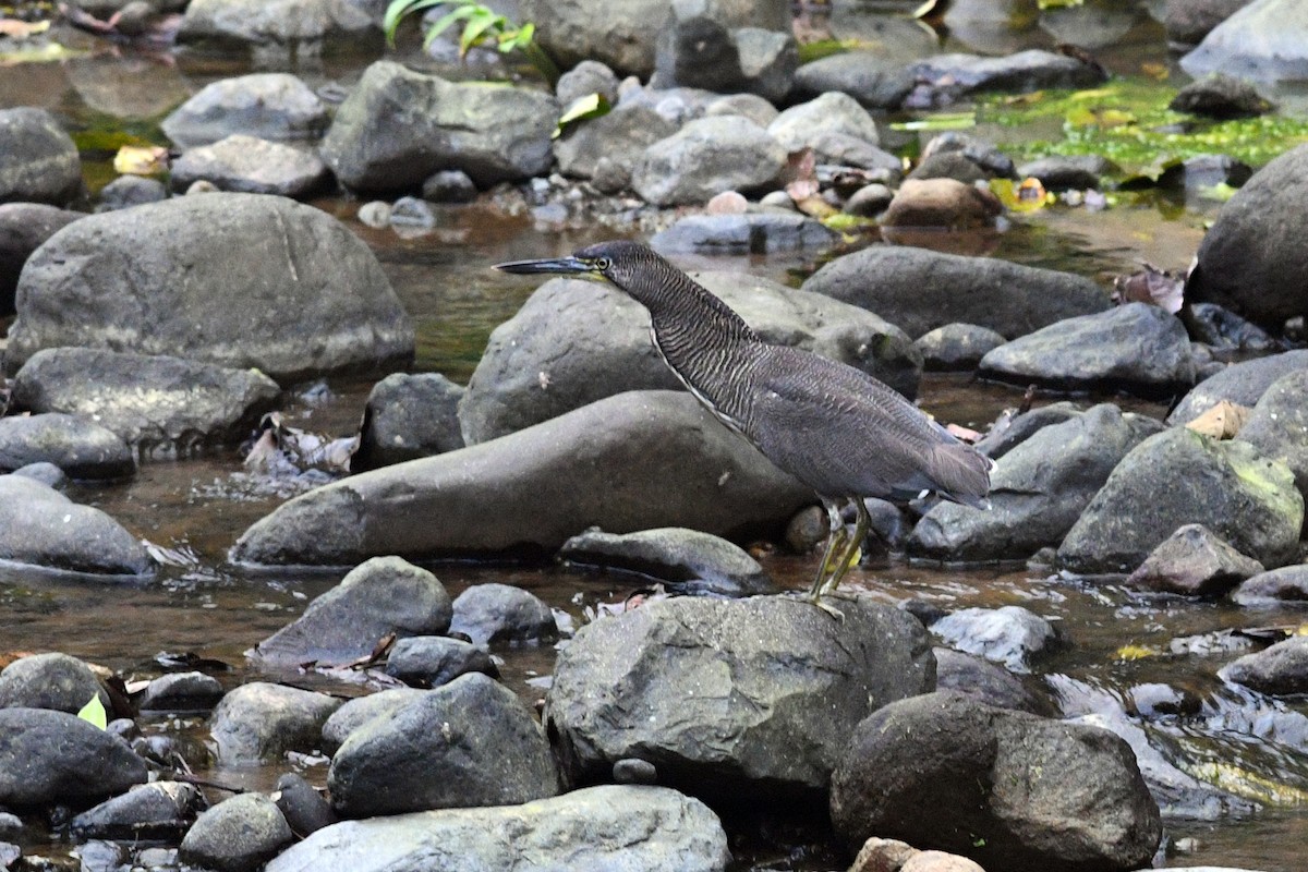 Fasciated Tiger-Heron - ML202620591