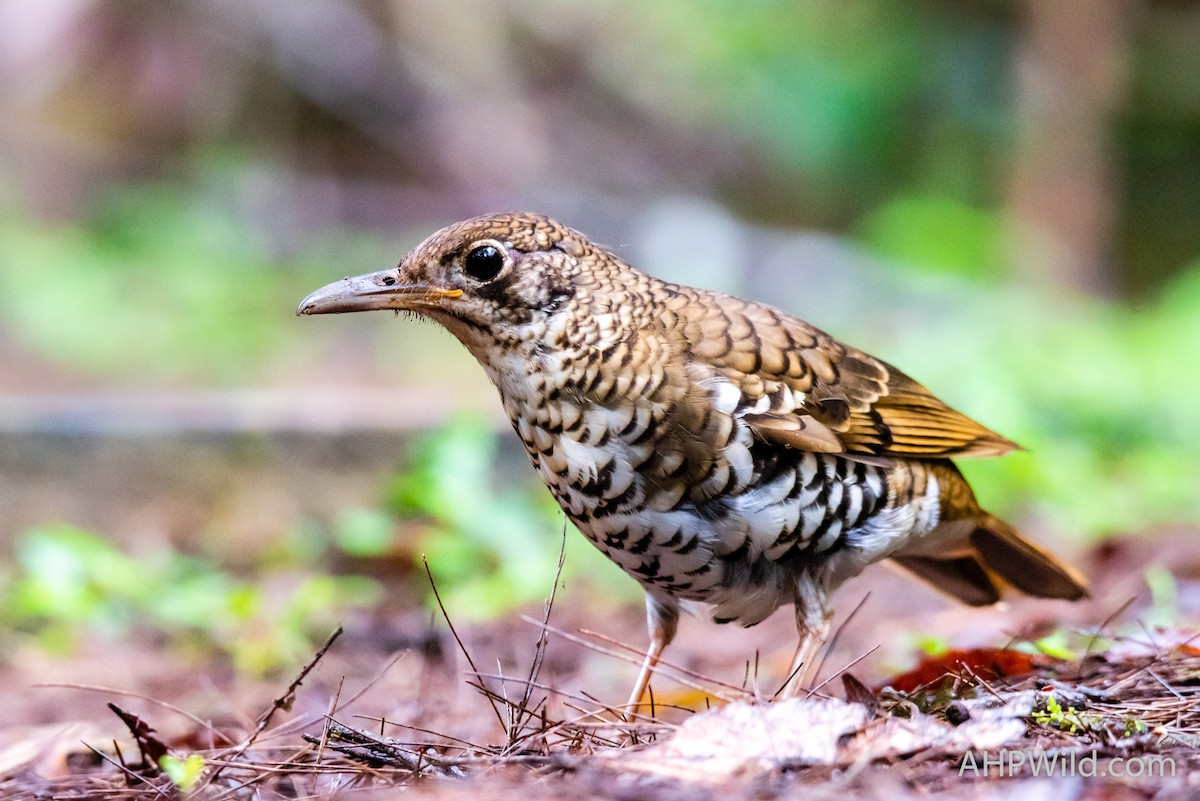 Russet-tailed Thrush - ML202622641