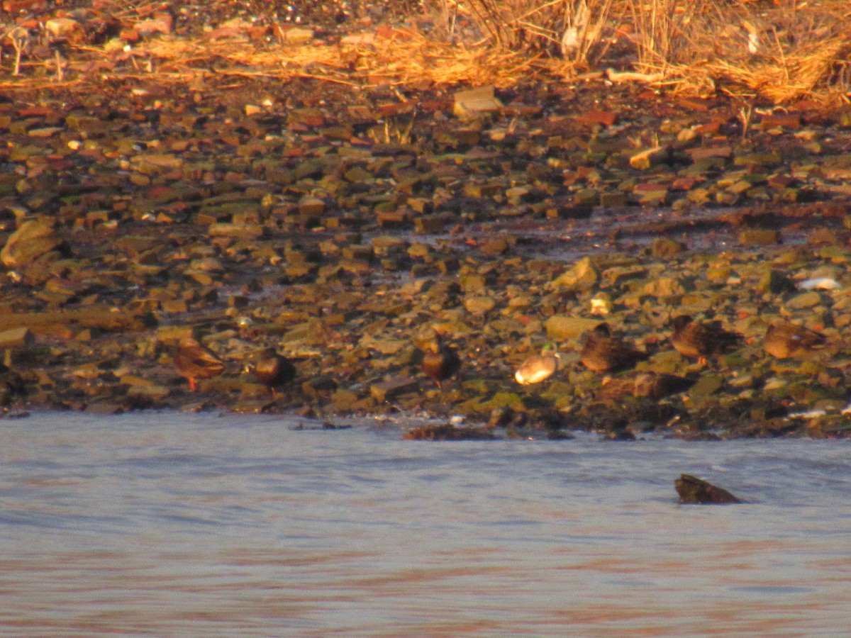 American Wigeon - ML202623021