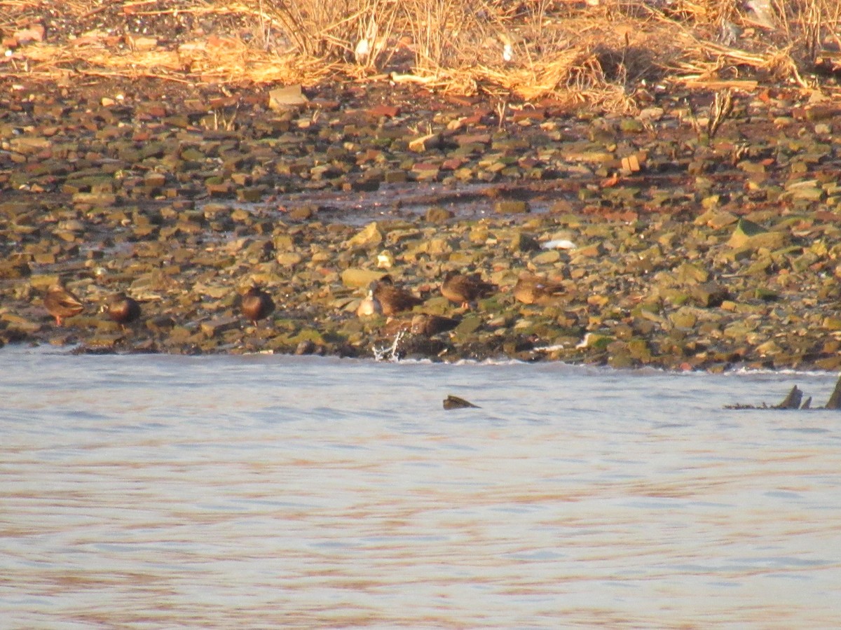 American Wigeon - ML202623041