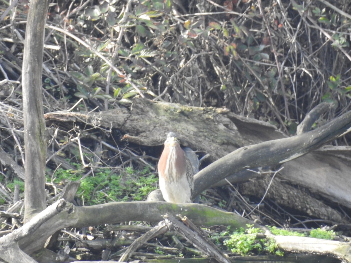 Green Heron - ML202623371