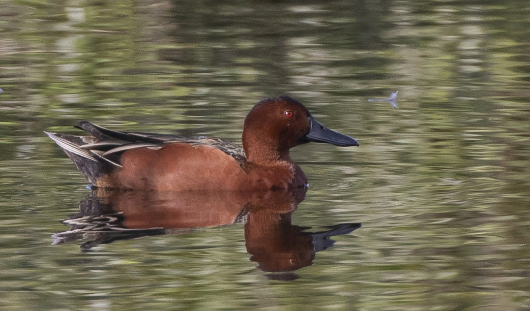 Cinnamon Teal - ML202625381