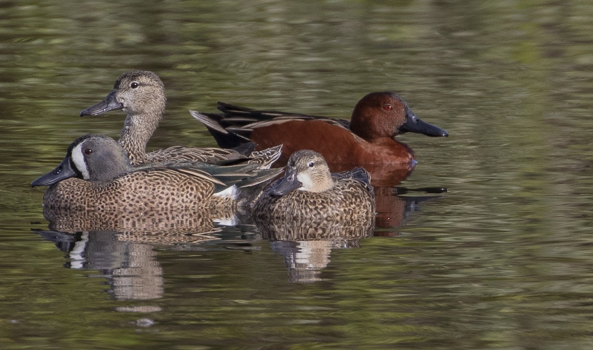 Cinnamon Teal - ML202625401