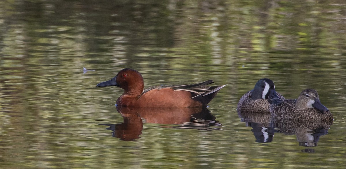 Cinnamon Teal - ML202625451