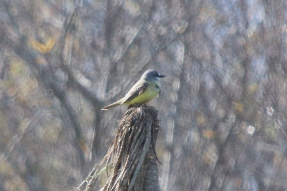 Tropical Kingbird - ML202625611