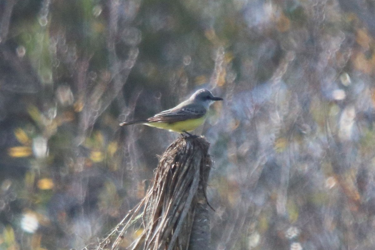 Tropical Kingbird - Seth Ontiveros