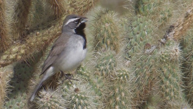 Black-throated Sparrow - ML202625801