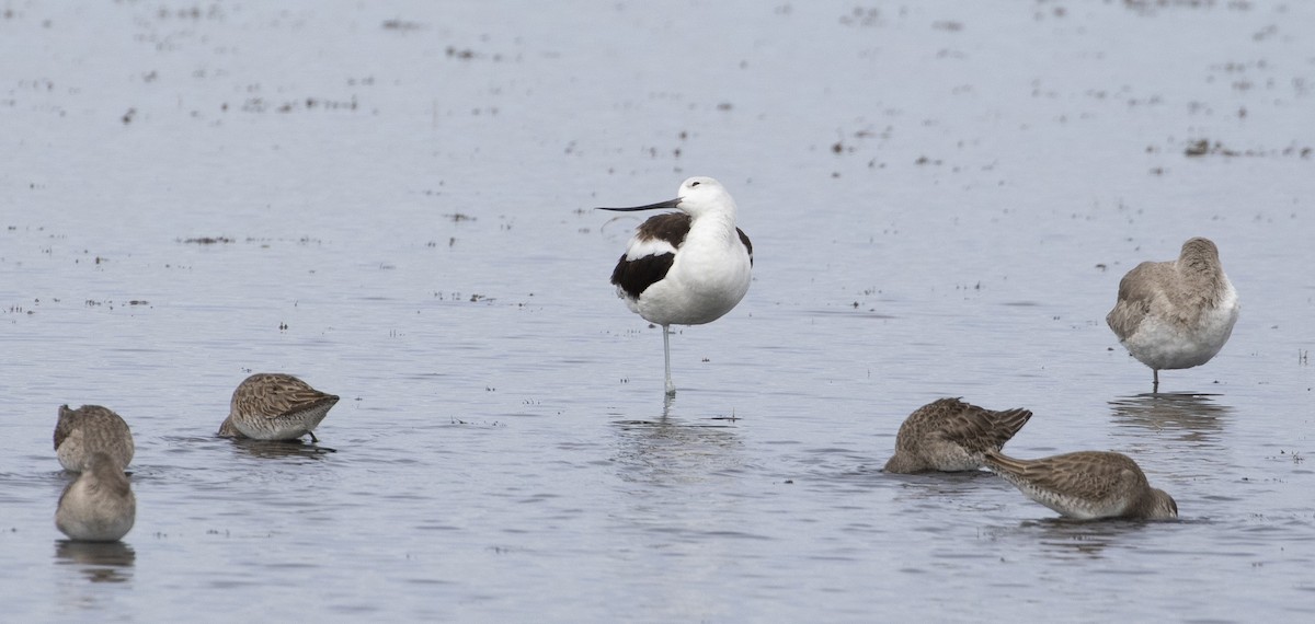 Avocette d'Amérique - ML202626001